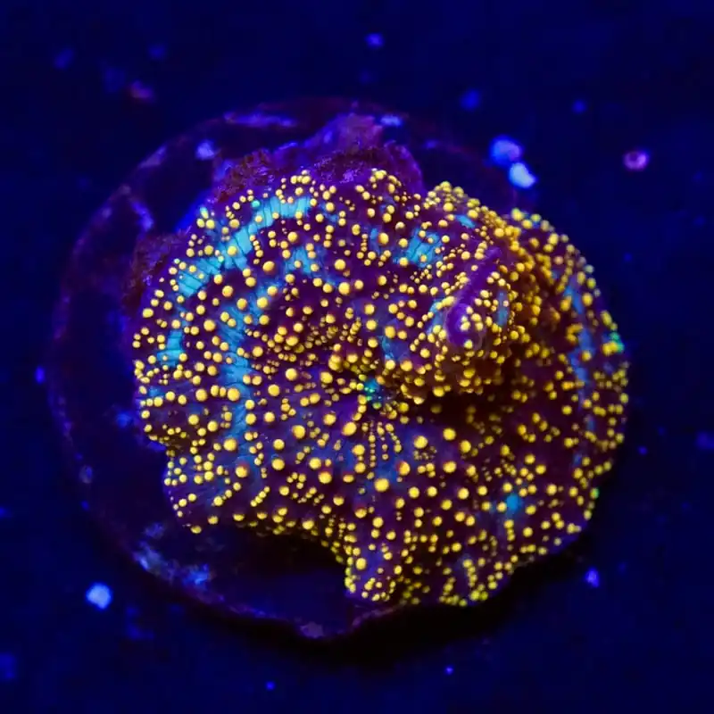 Interstellar Mushroom - Top Shelf Aquatics