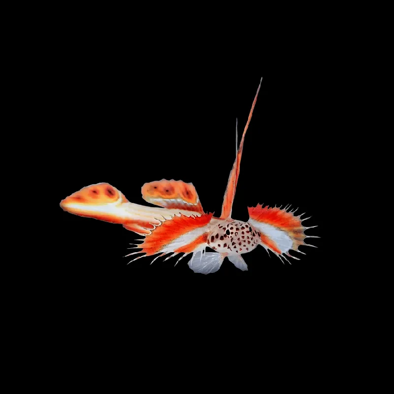 Flaming Prawn Goby - Discordipinna griessingeri