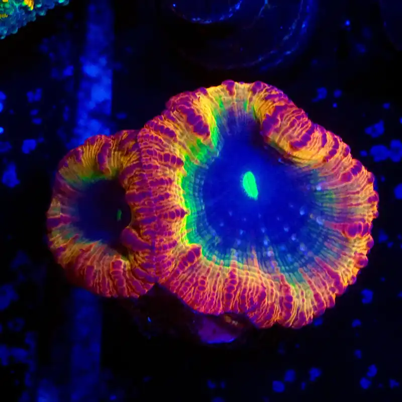 Ultra Rainbow Blastomussa Coral - Top Shelf Aquatics