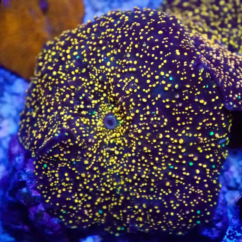 Interstellar Mushroom Coral - Top Shelf Aquatics