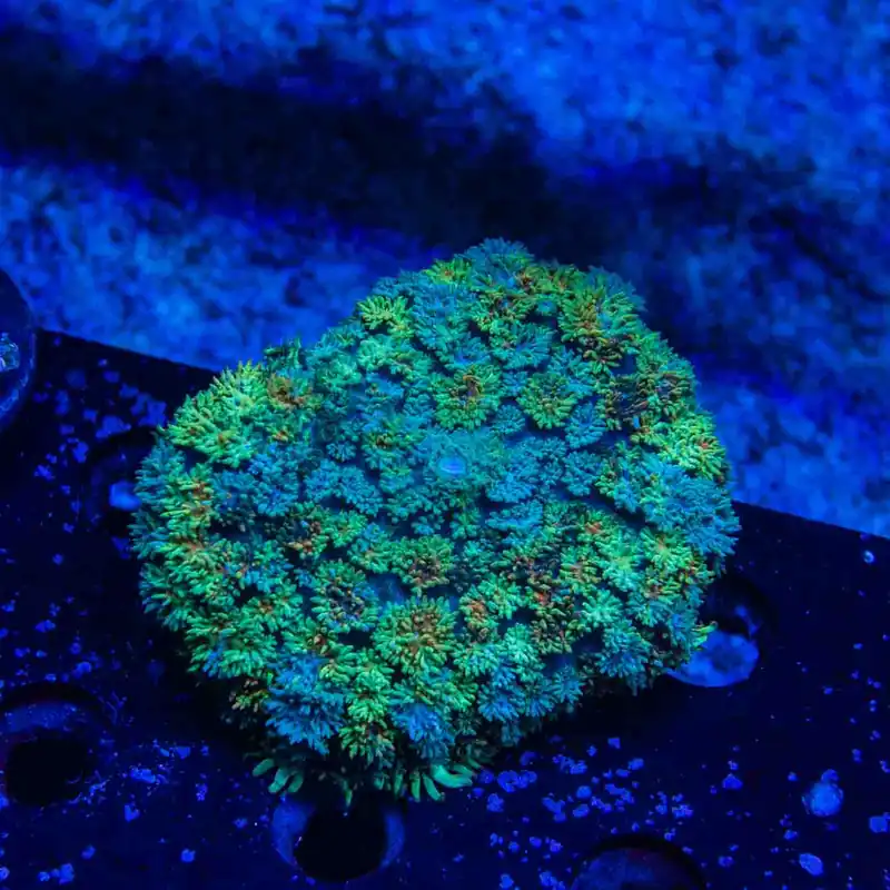 Carpet Rhodactis Mushroom Coral - Top Shelf Aquatics