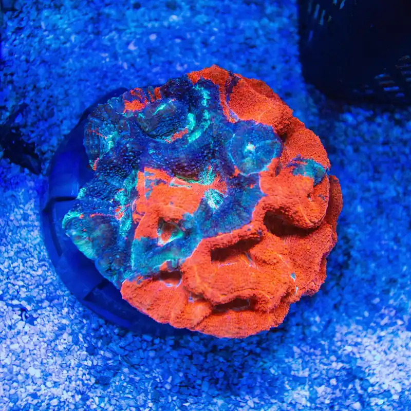 Warpaint Bowerbanki Coral - Top Shelf Aquatics