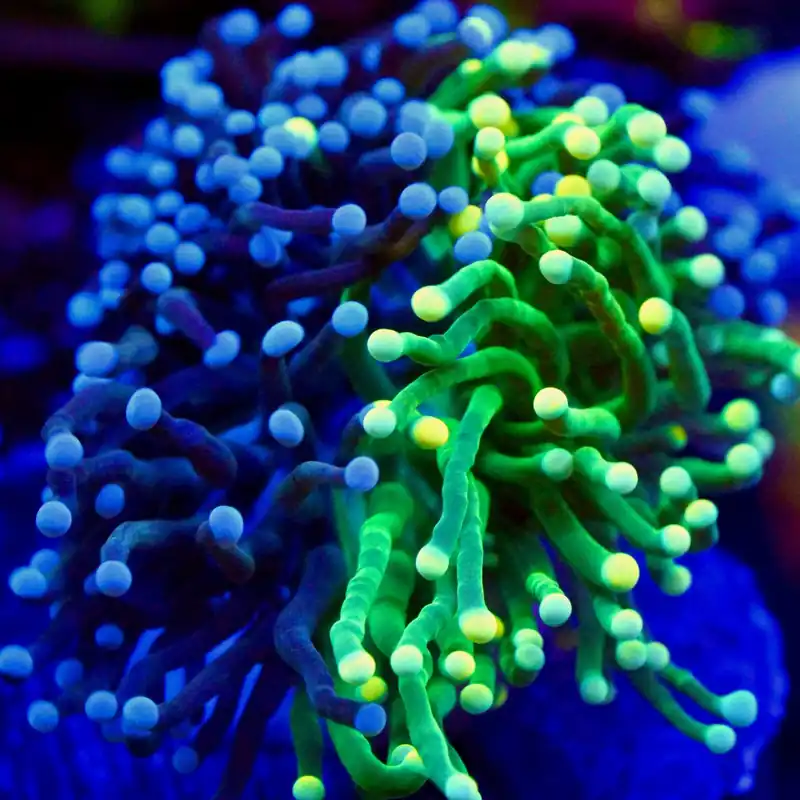 Grafted Torch Coral - Top Shelf Aquatics