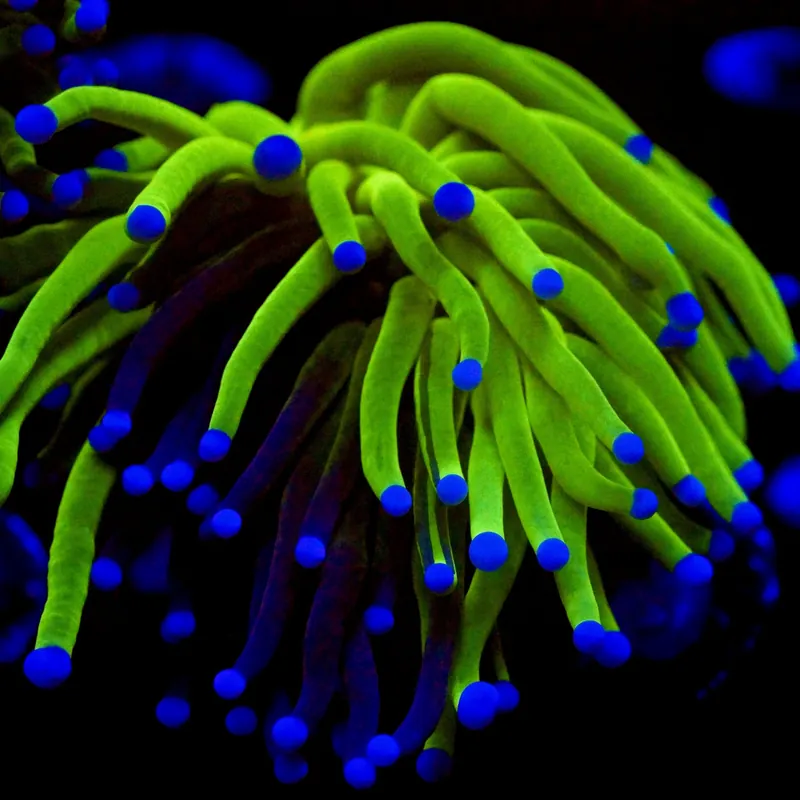 Grafted Holy Grail Torch Coral - Top Shelf Aquatics
