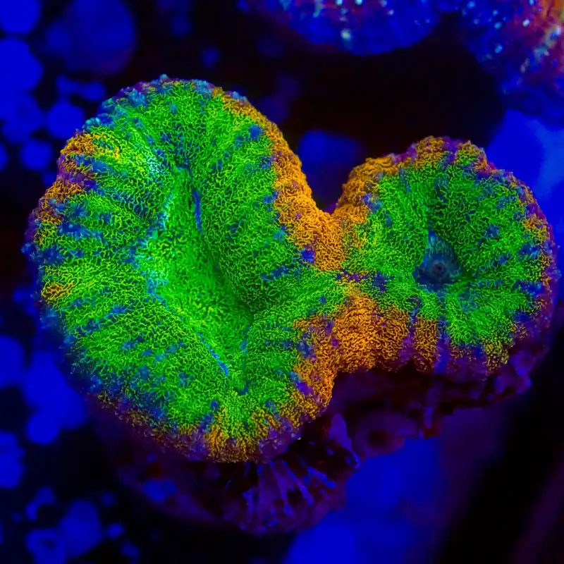 Ultra Lobophyllia Coral - Top Shelf Aquatics