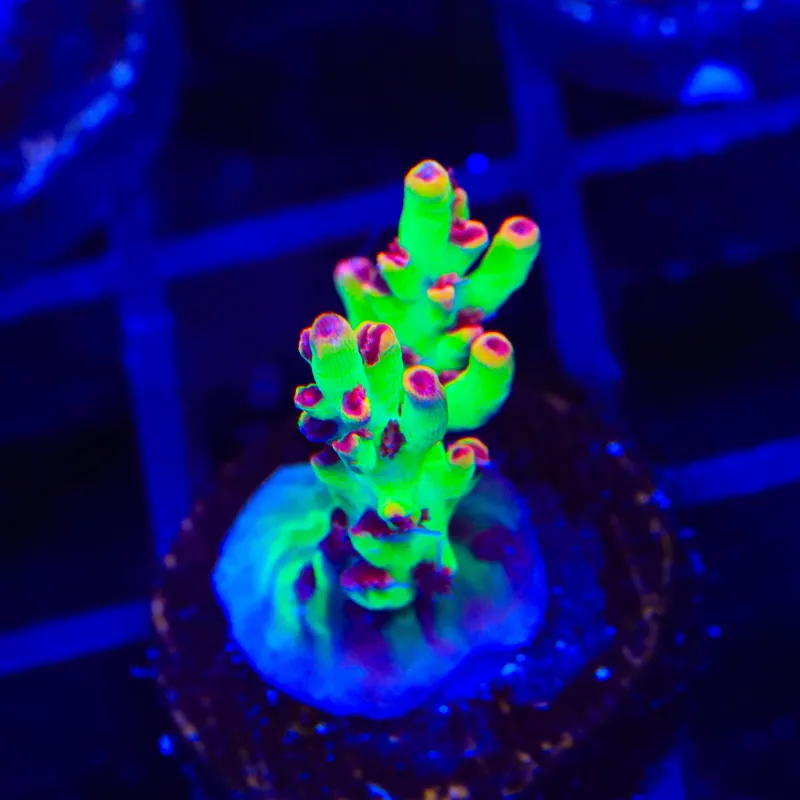 TSA Flame Tip Microclados Acropora Coral - TSA Coral