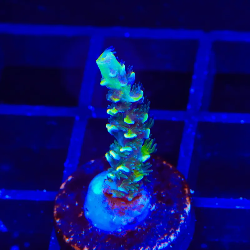 TSA Sour Diesel Tenuis Acropora Coral - TSA Coral