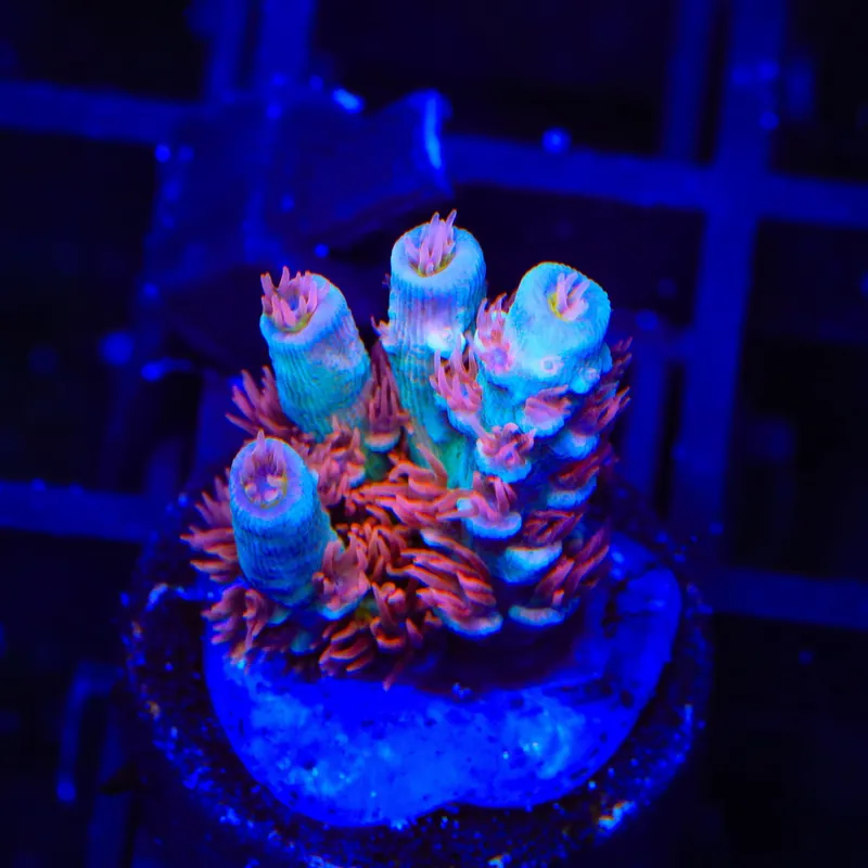 TGC Cherry Bomb Tenuis Acropora Coral - Top Shelf Aquatics