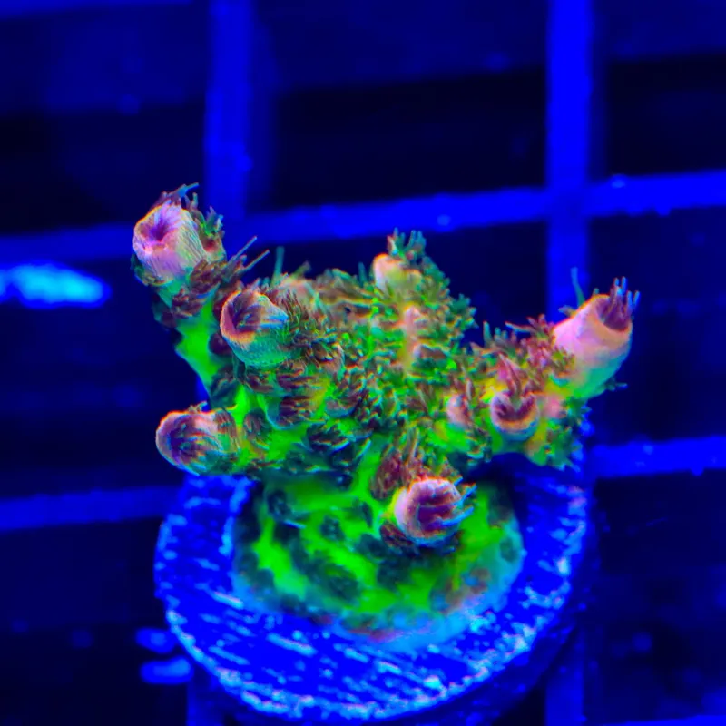 TSA Four Loko Acropora Coral - Top Shelf Aquatics