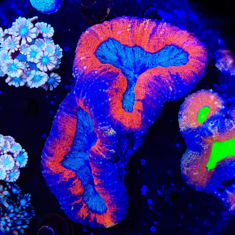 Rainbow Lobophyllia Coral - Top Shelf Aquatics