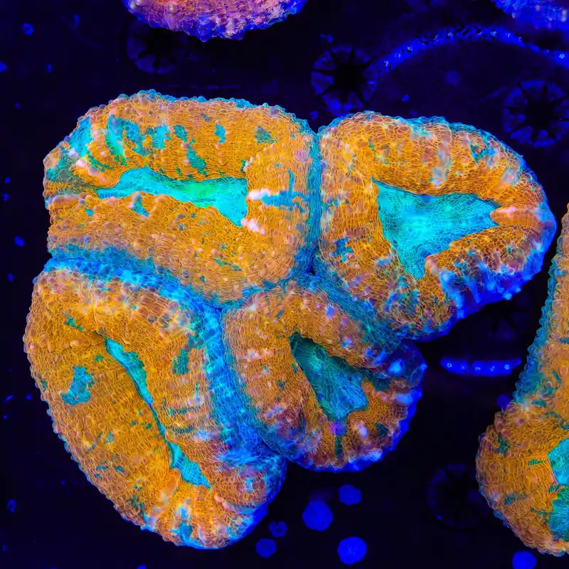 Rainbow Lobophyllia Coral - Top Shelf Aquatics
