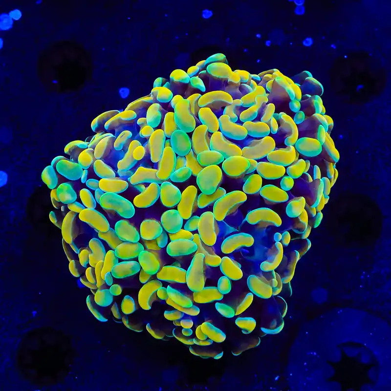 Electro Multi Head Hammer Coral - TSA Coral