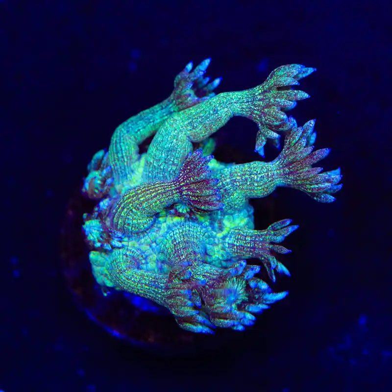 TSA Blueberry Glitter Goniopora Coral - TSA Coral