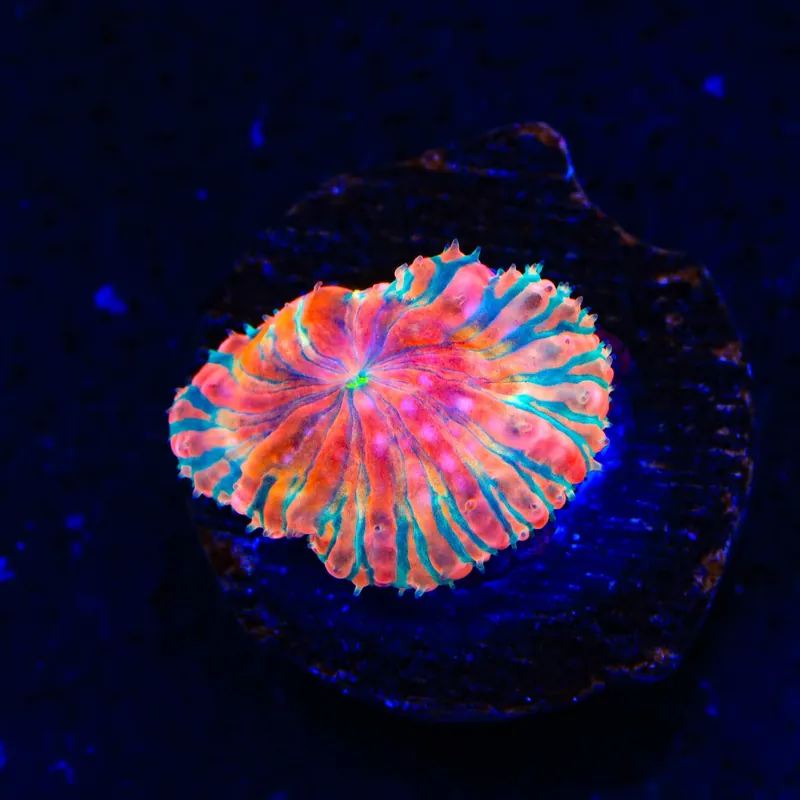 Fire Dancer Blastomussa Coral - Top Shelf Aquatics