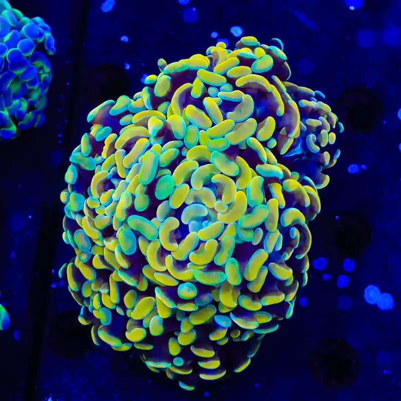 Electro Multi Head Hammer Coral - TSA Coral