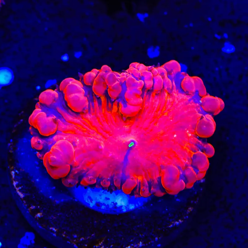 Ultra Blastomussa Coral - Top Shelf Aquatics