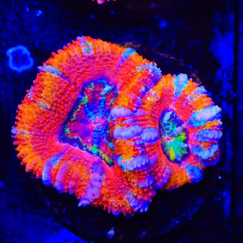 TSA Candy Slide Acan Coral - Top Shelf Aquatics