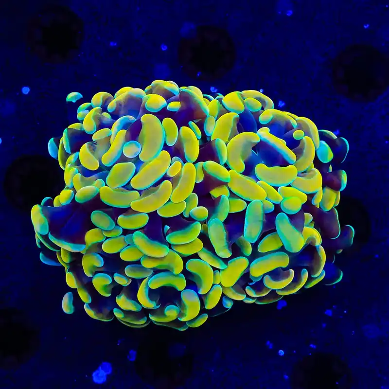 Electro Multi Head Hammer Coral - TSA Coral