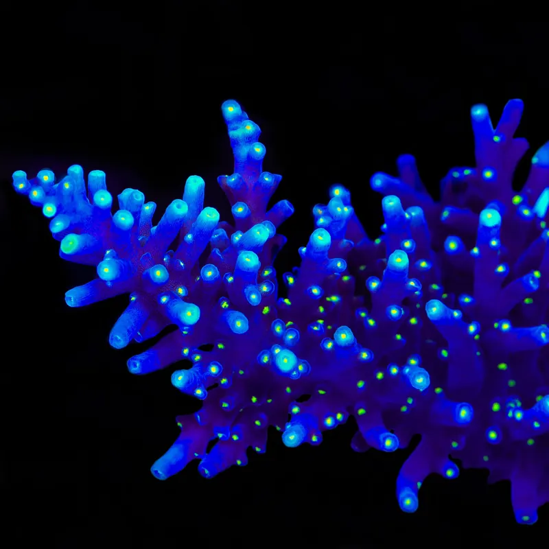 Black Sabbath Dragon Acropora Coral - TSA Coral