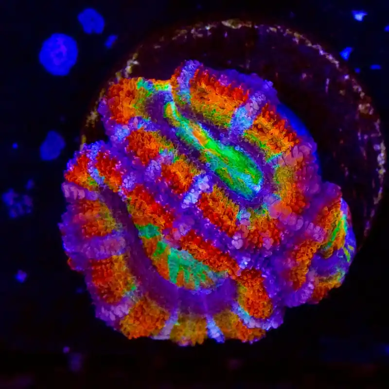 Ultra Rainbow Acan Coral - Top Shelf Aquatics