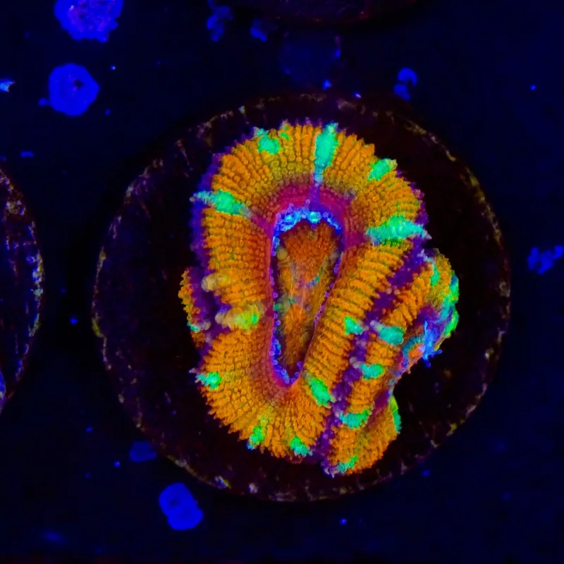Ultra Rainbow Acan Coral - Top Shelf Aquatics