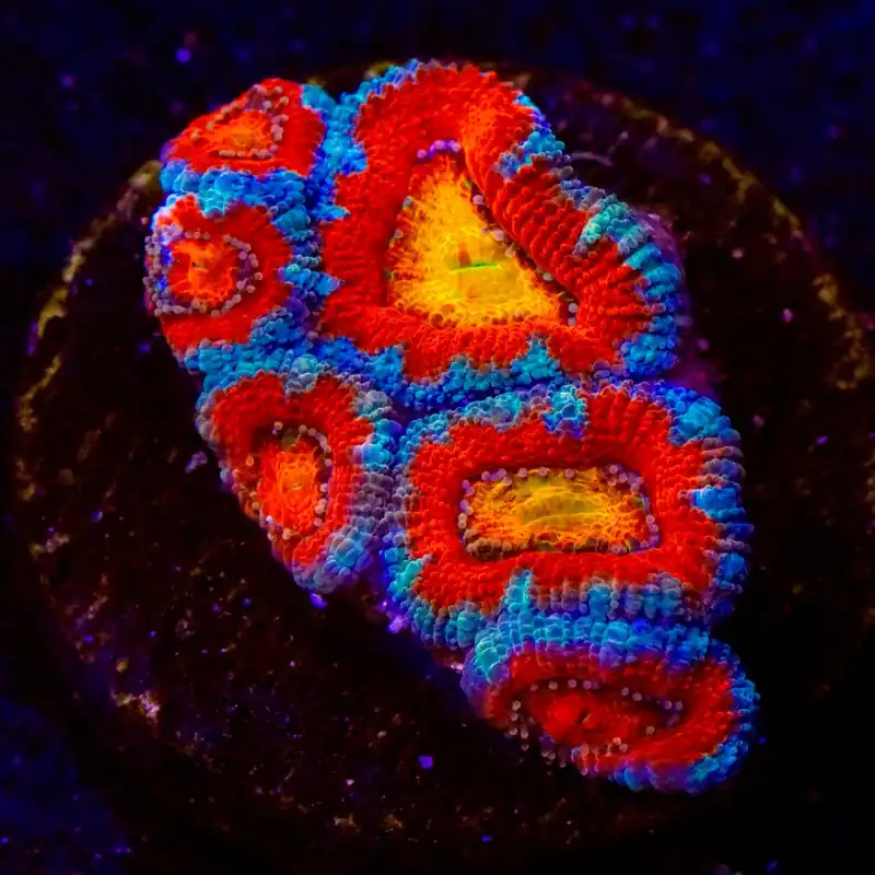 Ultra Rainbow Acan Coral - Top Shelf Aquatics