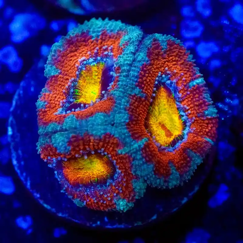 Ultra Rainbow Acan Coral - Top Shelf Aquatics