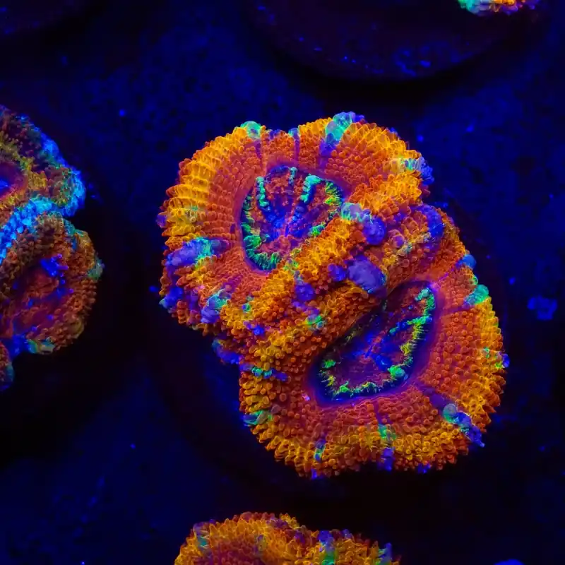 Ultra Rainbow Acan Coral - Top Shelf Aquatics