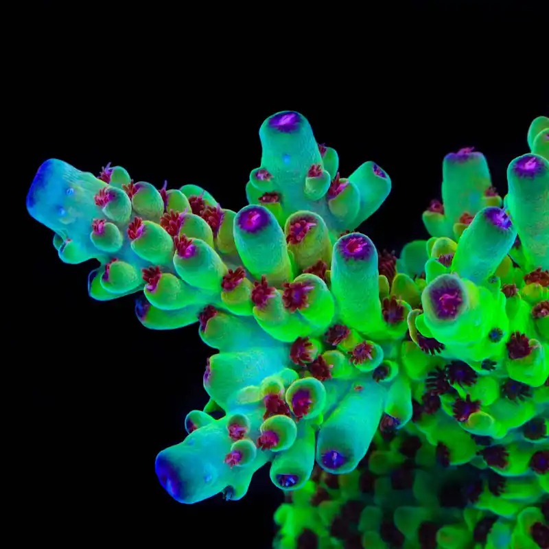 Budgie Smuggler Acropora Coral - TSA Coral
