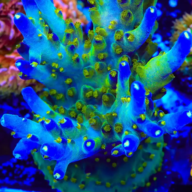 Ari's Avalanche Acropora Coral - TSA Coral