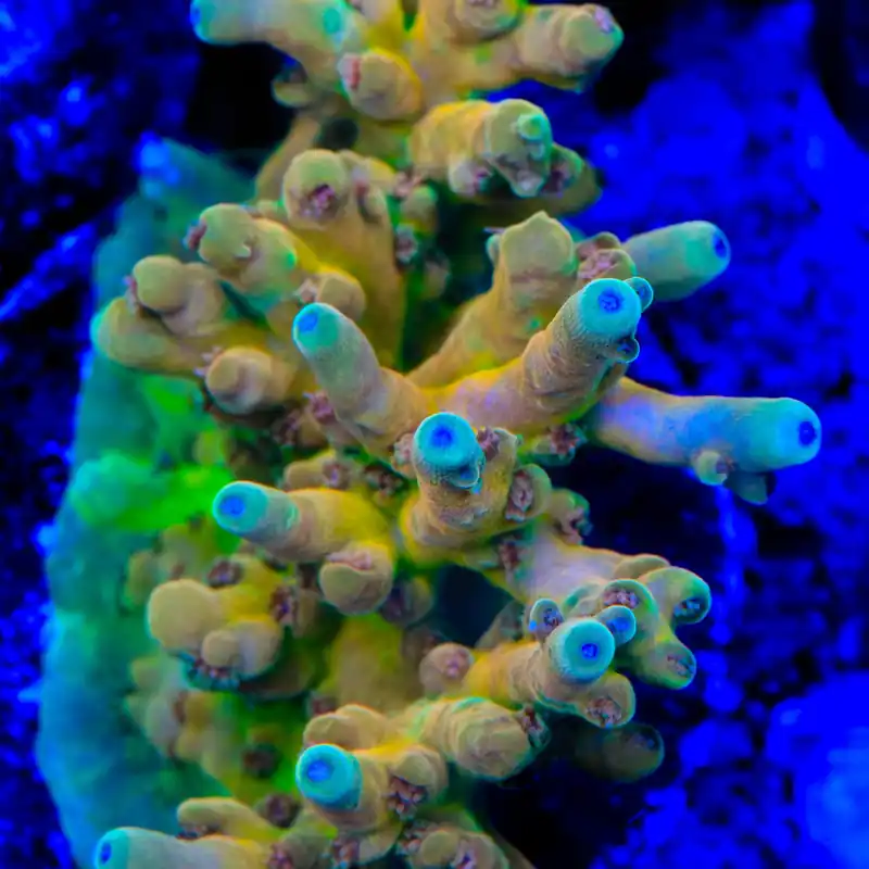 RRC Jaw Dropper Acropora Coral - TSA Coral
