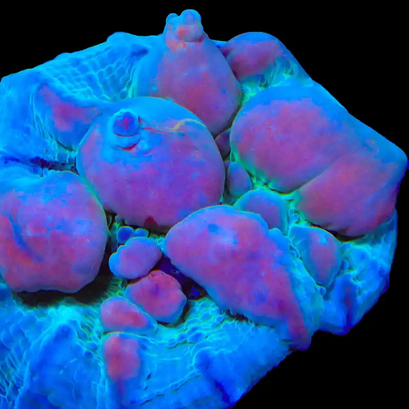 Teal Cosmic Candy Bounce Chalice Coral - TSA Coral