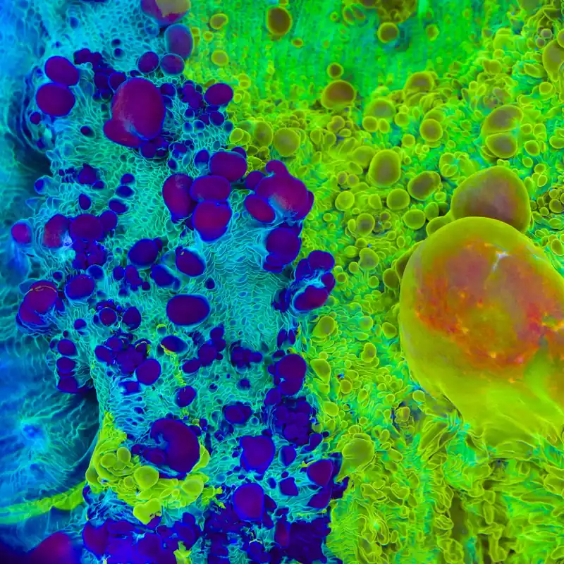 Cosmic Candy Bounce Triple Graft Chalice Coral - TSA Coral
