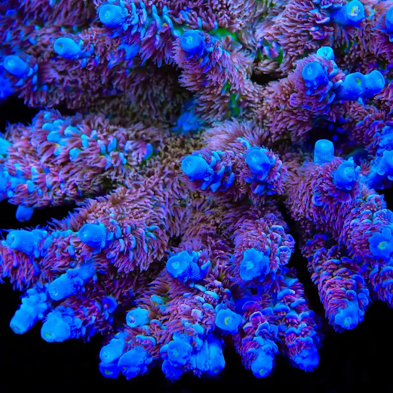TSA Angels Envy Acropora Coral - TSA Coral