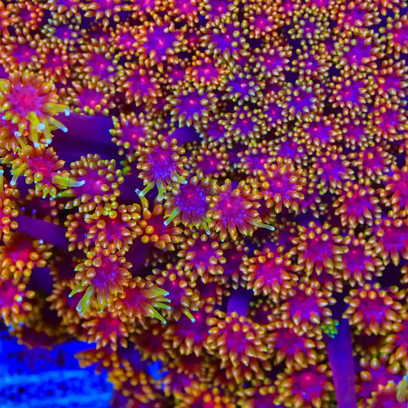 TSA Fun Dip Goniopora Coral - TSA Coral