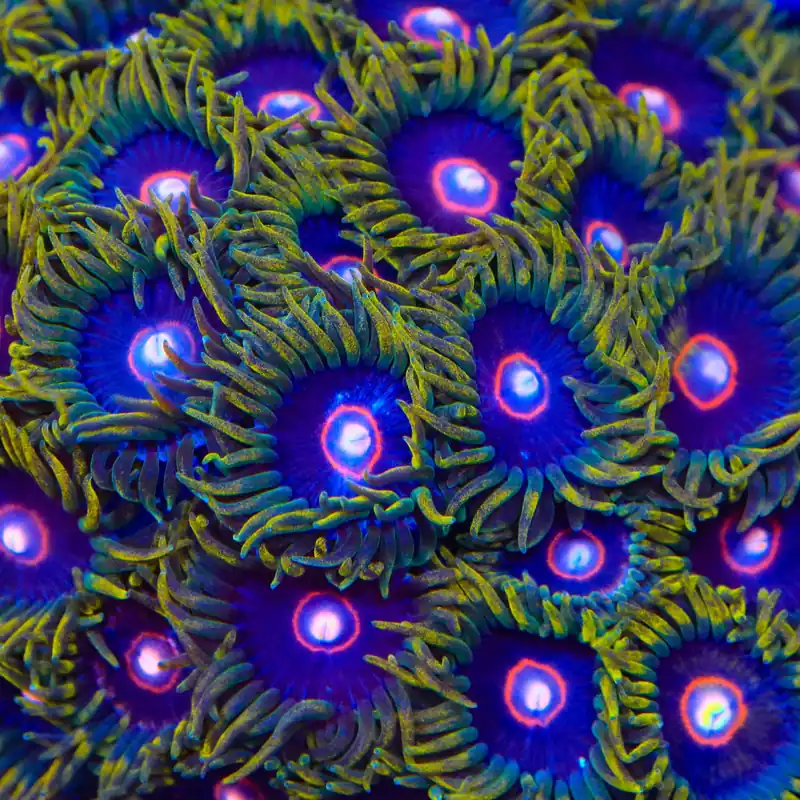 Jawbreaker Zoanthids Coral - TSA Coral