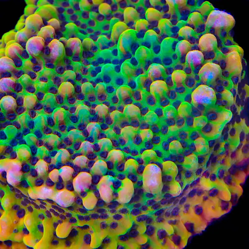 TSA Rainbow Honey Grafted Montipora Coral - TSA Coral