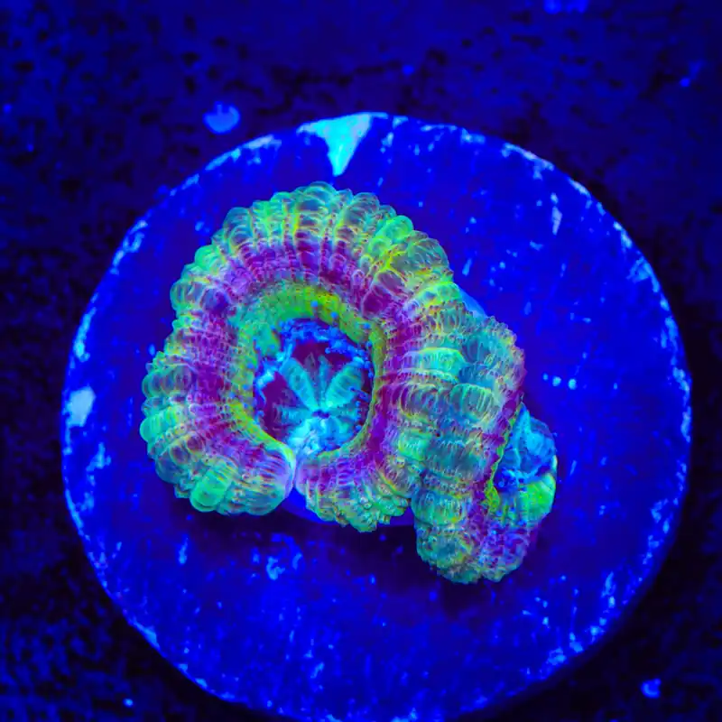 Crypto Deep Water Acan Coral - Top Shelf Aquatics