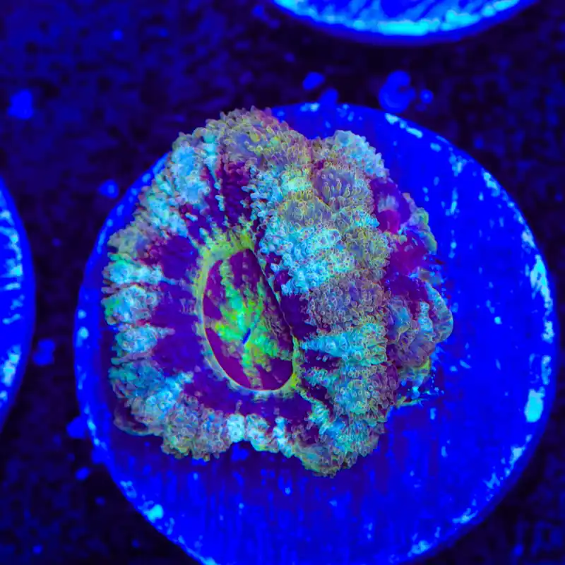 Gate Keep Deep Water Acan Coral - Top Shelf Aquatics