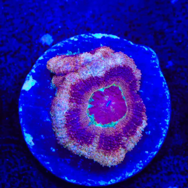 Raspberry Deep Water Acan Coral - Top Shelf Aquatics