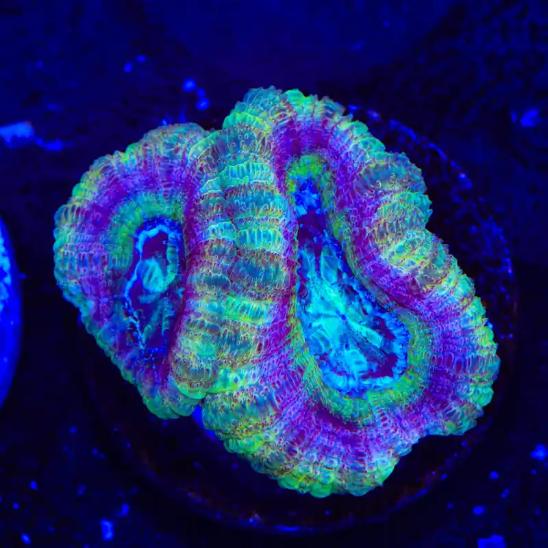 Crypto Deep Water Acan Coral - Top Shelf Aquatics
