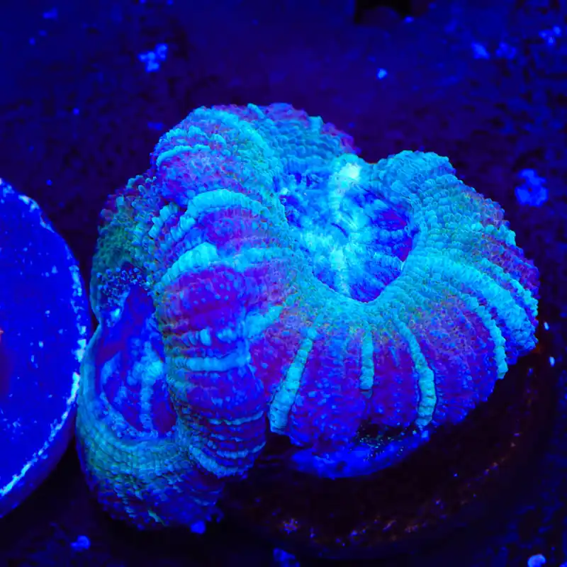 Ultra Deep Water Acan Coral - Top Shelf Aquatics
