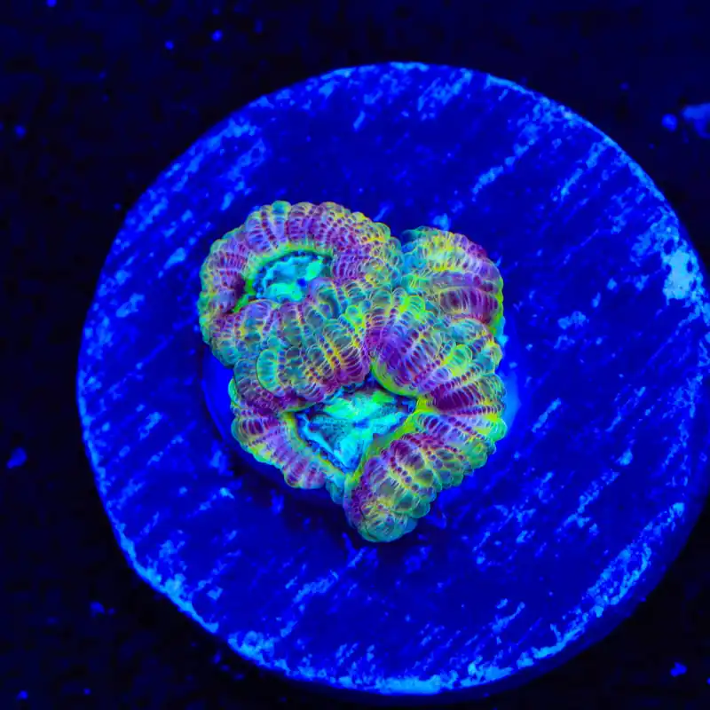 Crypto Deep Water Acan Coral - Top Shelf Aquatics