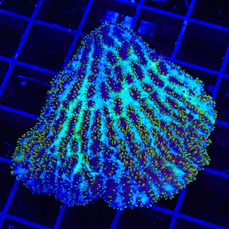 TSA Gamma Knife Hydnophora Colony Coral - Top Shelf Aquatics