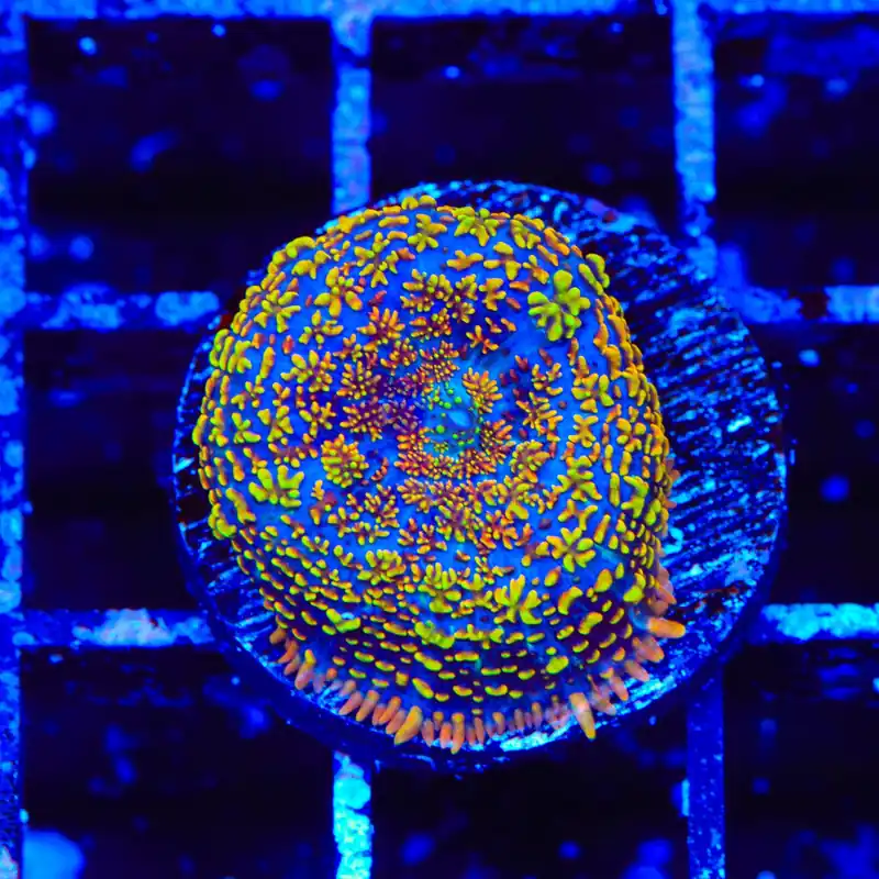 TSA Captain Jack Rhodactis Mushroom Coral - Top Shelf Aquatics