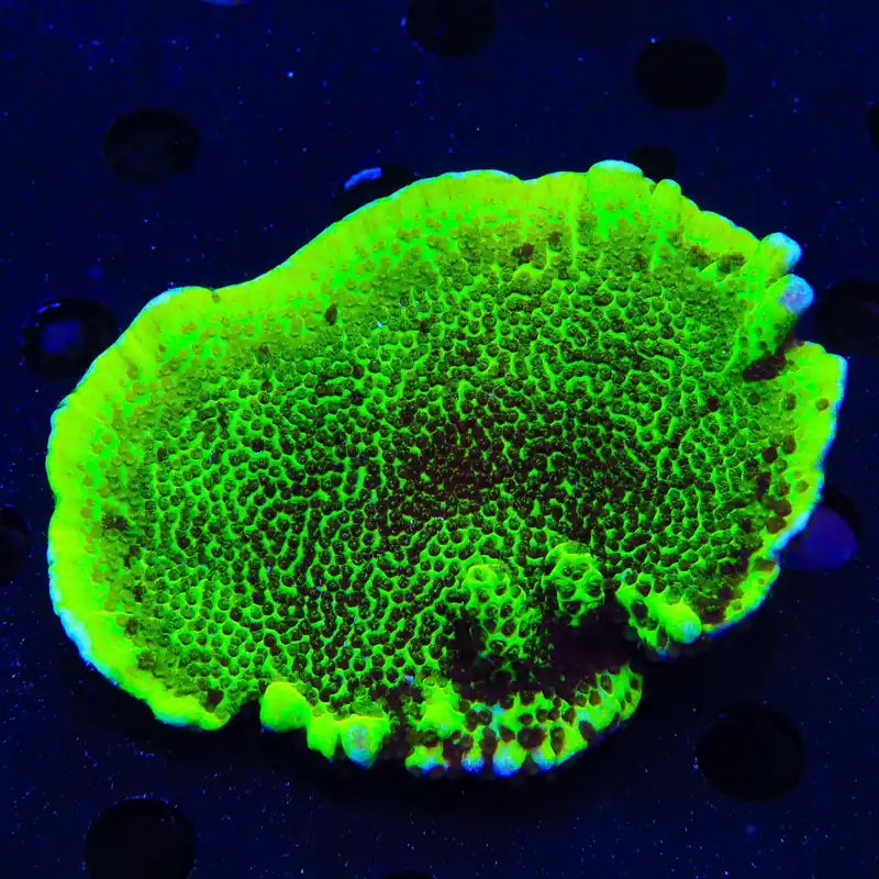 ORA Green Spongodes Montipora Coral - Top Shelf Aquatics