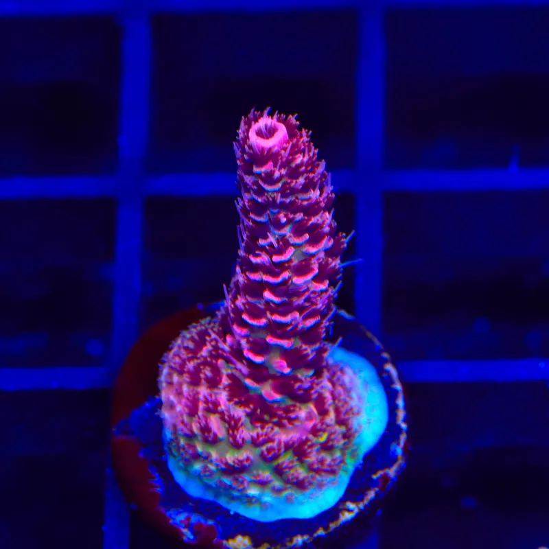 TSA Red Tornado Acropora Coral - Top Shelf Aquatics