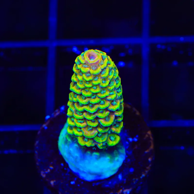TSA Sunset Mirage Spathulata Acropora Coral - TSA Coral