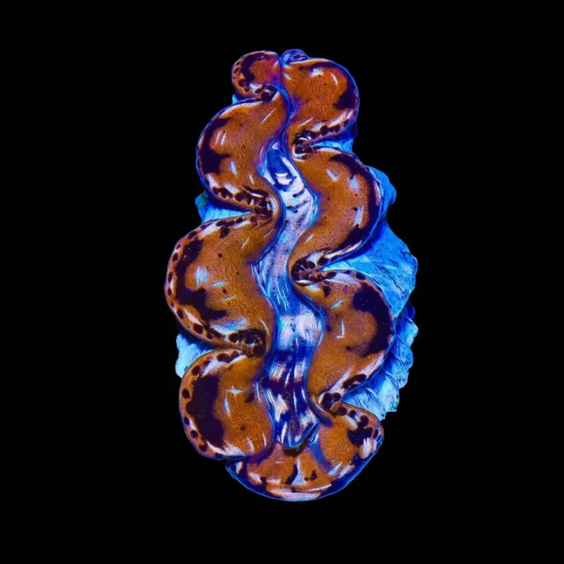 Ultra Gold Maxima Clam 1.75 - 2.5"