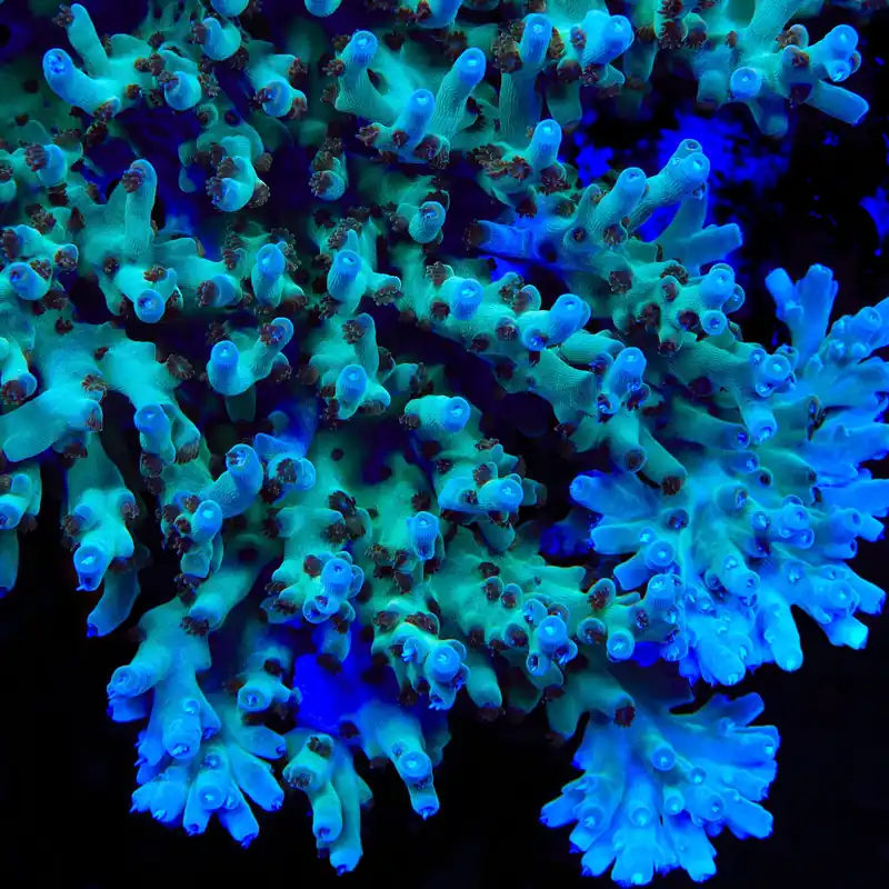 TSA Mr Meeseeks Acropora Coral - TSA Coral